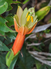 Passiflora linearistipula