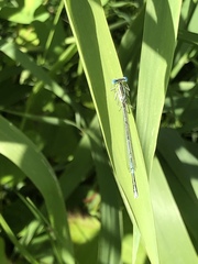 Platycnemis