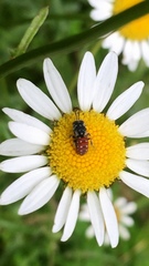 Holcopasites calliopsidis