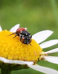 Holcopasites calliopsidis