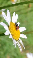 Holcopasites calliopsidis