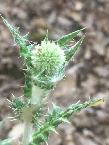 Echinops armatus (Echinops armatus)