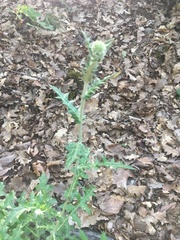 Echinops armatus
