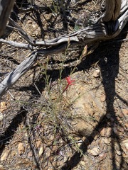 Ipomopsis tenuifolia