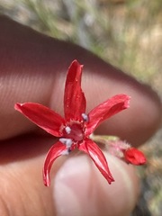 Ipomopsis tenuifolia