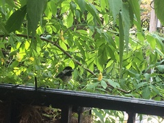 Poecile atricapillus