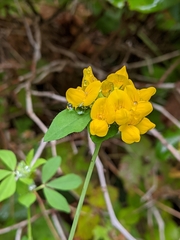 Lotus uliginosus