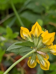 Lotus uliginosus