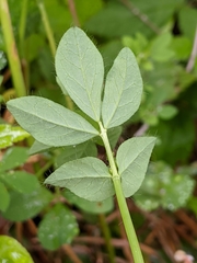 Lotus uliginosus
