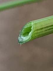 Lotus uliginosus