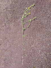 Lotus uliginosus