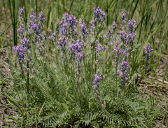 Oxytropis campestris chartacea