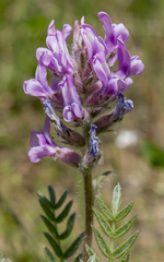 Oxytropis campestris chartacea