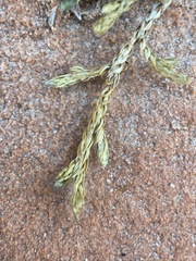 Selaginella underwoodii