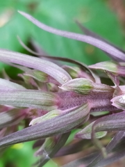 Epipactis purpurata