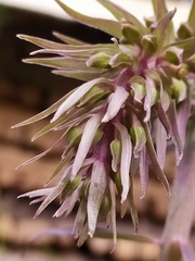 Epipactis purpurata