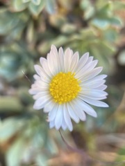 Erigeron sionis
