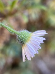 Erigeron sionis