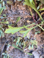 Erigeron sionis