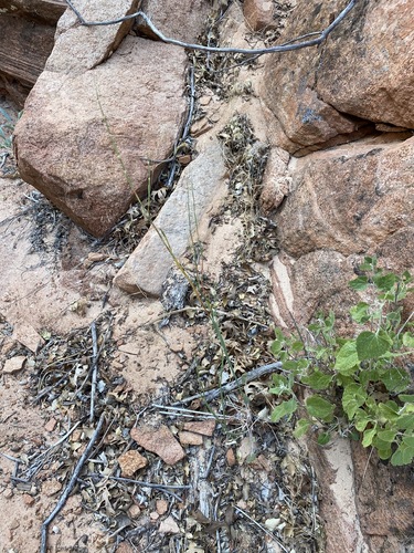 Image of Eriogonum zionis by (c) Matt Berger, some rights reserved (CC BY)