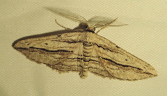 Ecleora solieraria
