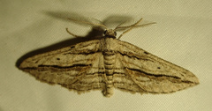 Ecleora solieraria