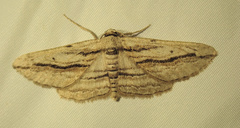 Ecleora solieraria
