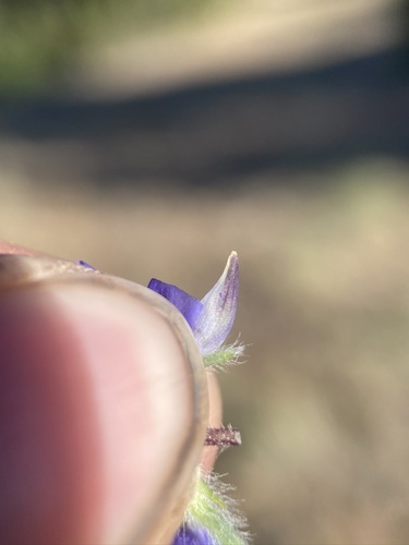 Image of Lupinus kingii by (c) Matt Berger, some rights reserved (CC BY)