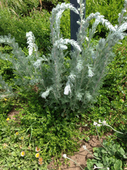 Artemisia pycnocephala