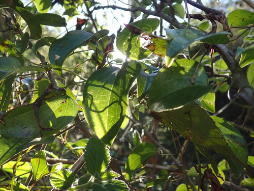 Dioscorea cotinifolia (Dioscorea cotinifolia)