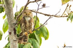 Glaucidium palmarum