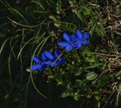 Gentiana bavarica
