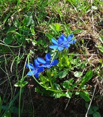 Gentiana bavarica