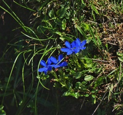 Gentiana bavarica