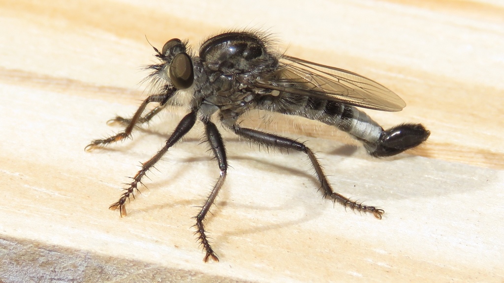 Northeastern Hammertail