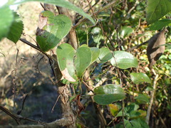 Dioscorea cotinifolia