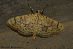 Haritalodes derogata