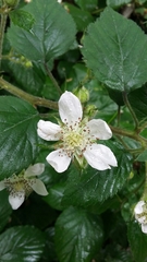 Rubus fruticosus