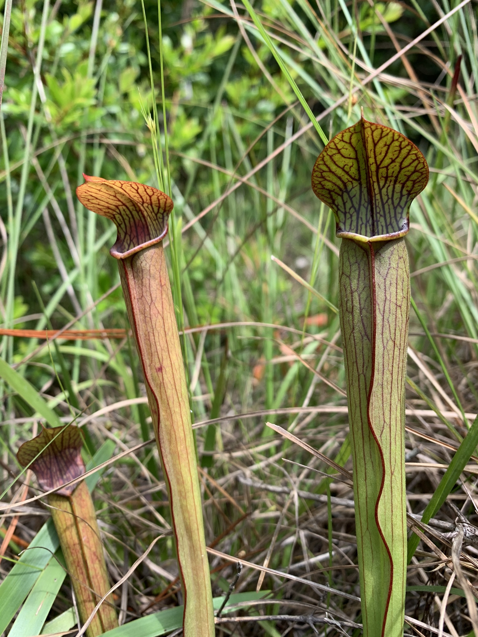 Sarracenia rubra ssp. gulfensis