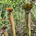 Gulf Pitcherplant - Photo (c) lillybyrd, some rights reserved (CC BY-NC), uploaded by lillybyrd