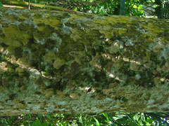 Astronium graveolens