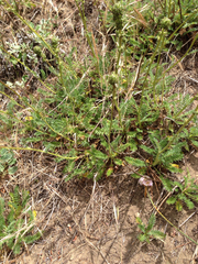 Acaena pinnatifida californica