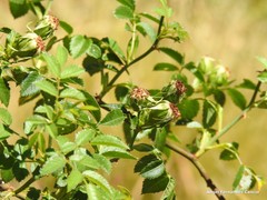 Rosa corymbifera
