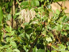 Rosa corymbifera