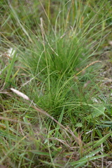 Nardus stricta