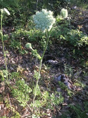 Silphiodaucus hispidus