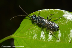Trirogma caerulea