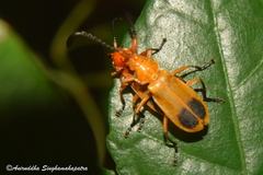 Cordylocera livida