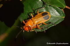 Cordylocera livida