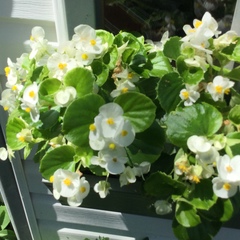Begonia